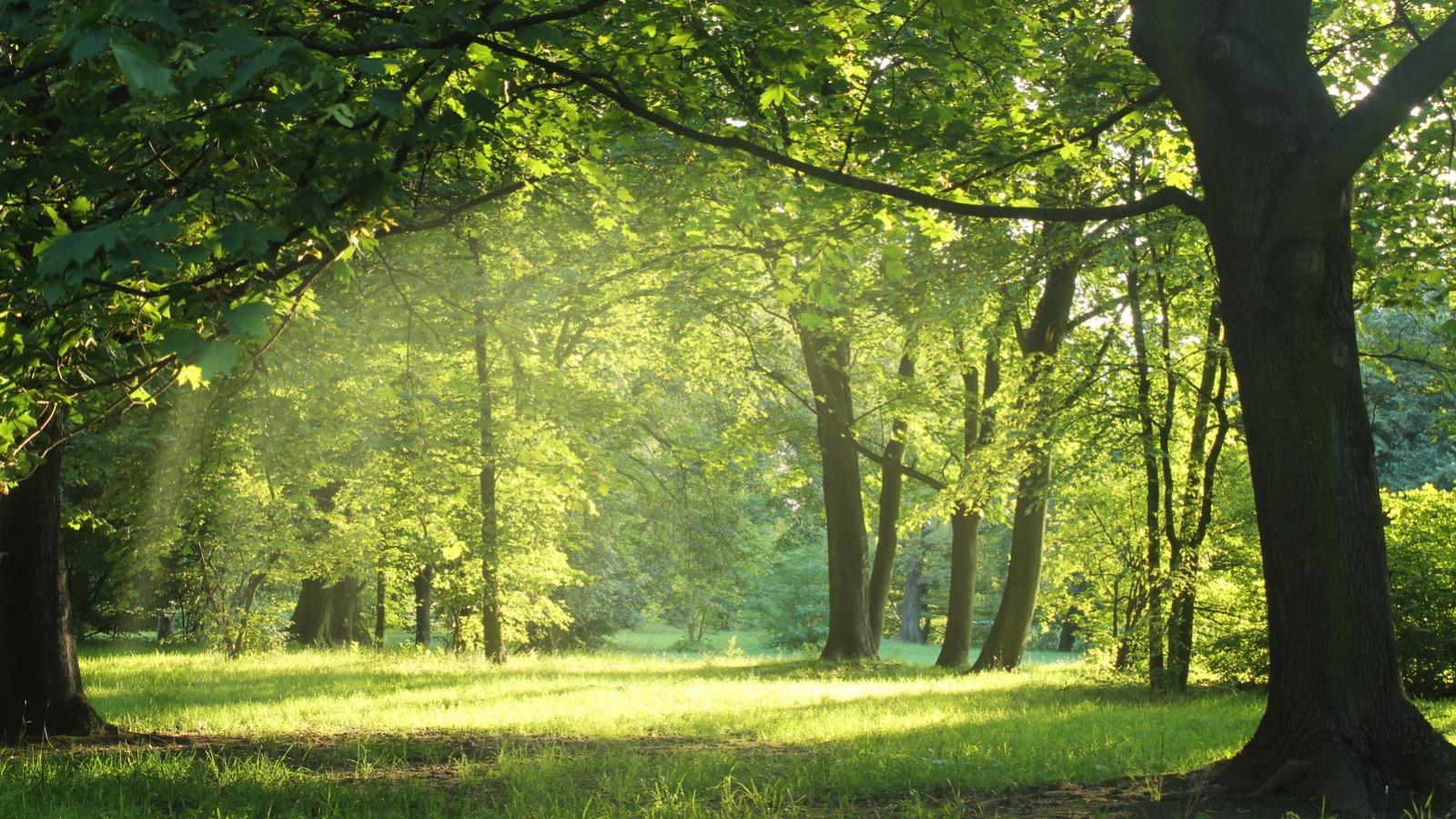 Green space