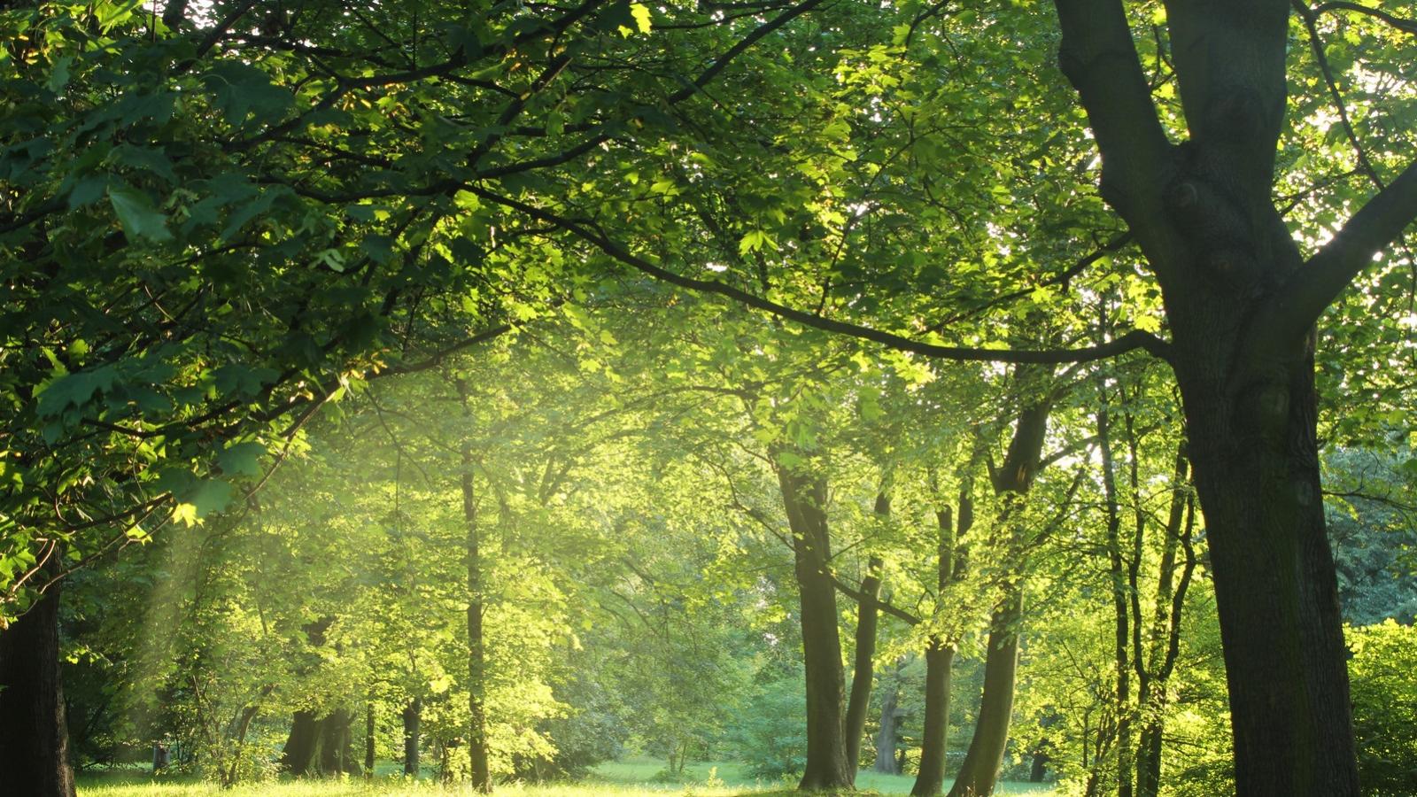 Forest greenery